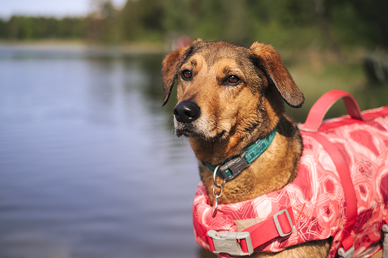 Dog swimming season, summer dogs, Hurtta life vest eco, Hurtta adventurer 2023, Senior Border Collie, Mutts, dog photography, www.DOGvision.eu