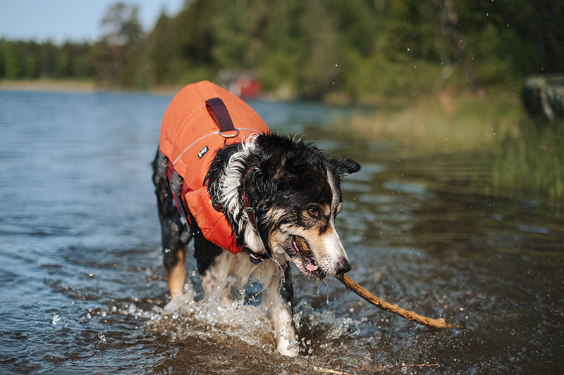 Dog swimming season, summer dogs, Hurtta life vest eco, Hurtta adventurer 2023, Senior Border Collie, Mutts, dog photography, www.DOGvision.eu