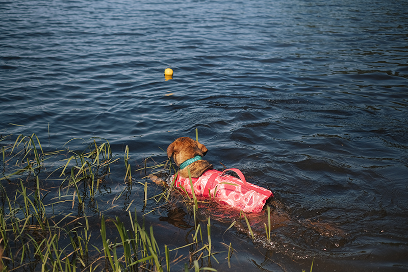 Dog swimming season, summer dogs, Hurtta life vest eco, Hurtta adventurer 2023, Senior Border Collie, Mutts, dog photography, www.DOGvision.eu