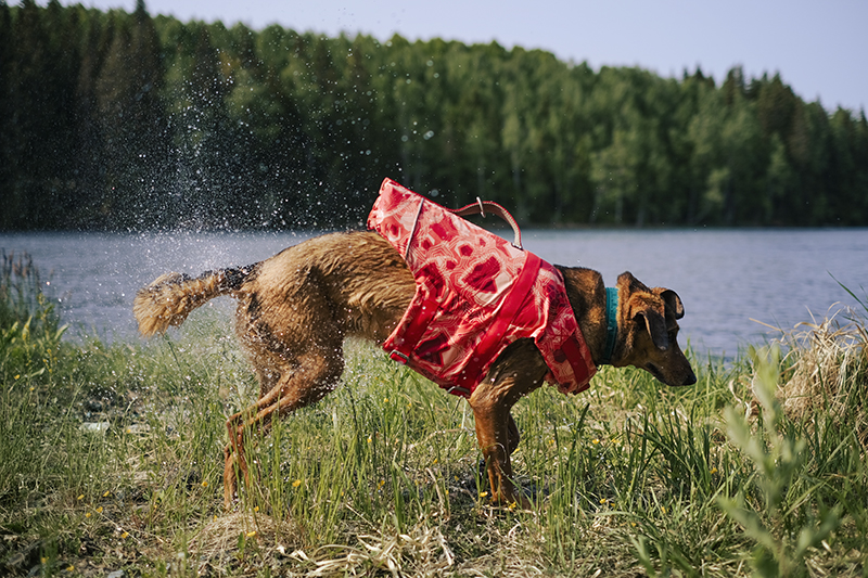 Dog swimming season, summer dogs, Hurtta life vest eco, Hurtta adventurer 2023, Senior Border Collie, Mutts, dog photography, www.DOGvision.eu