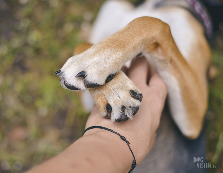 rescue dog Greece, dog photography project, dog photographer Europe, www.dogvision.eu