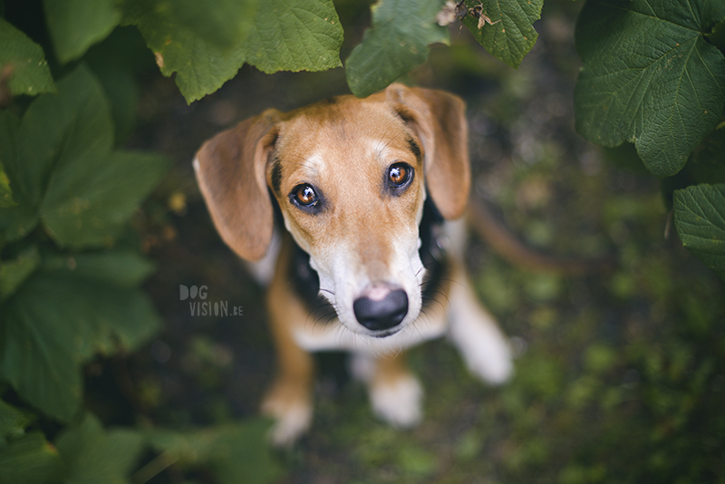 rescue dog Greece, dog photography project, dog photographer Europe, www.dogvision.eu