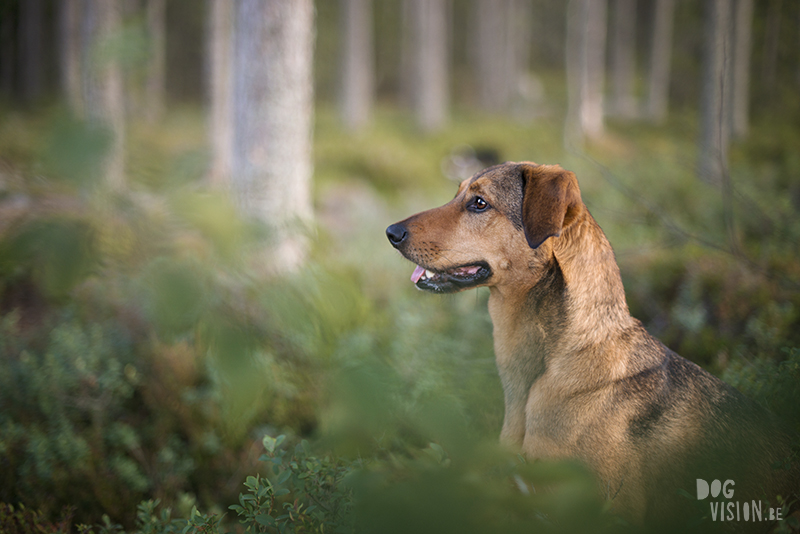 This is my happy Place, hondenfotografie Fenne Kustermans, H&M, www.DOGvision.be