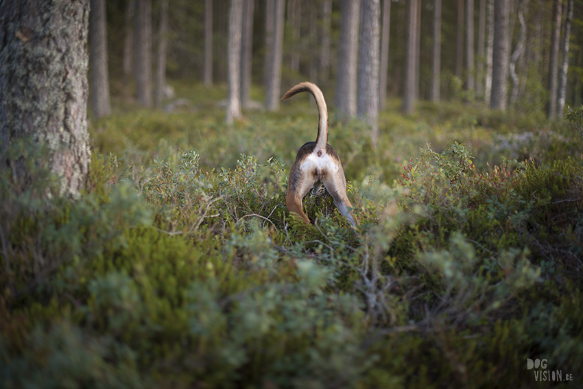 funny dog photography, Sween Dalarna, www.DOGvision.be