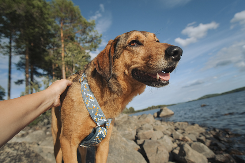 #TongueOutTuesday (32), dog photography, camping with dogs Sweden, www.DOGvision.eu