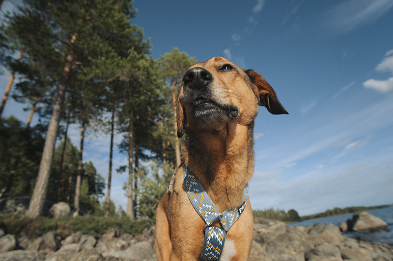 #TongueOutTuesday (32), dog photography, camping with dogs Sweden, www.DOGvision.eu