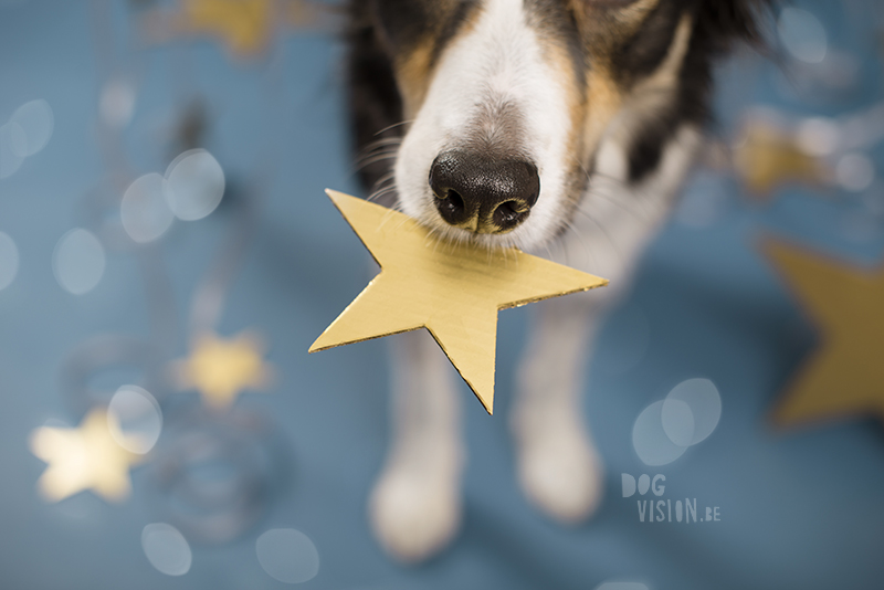 New Year dog, Dog photographer Sweden, European dog photographer, creative dog photography and content creation, studio pet photography, wwww.DOGvision.eu