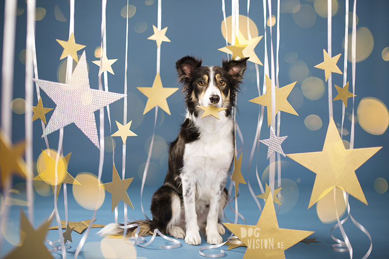 New Year dog, Dog photographer Sweden, European dog photographer, creative dog photography and content creation, studio pet photography, wwww.DOGvision.eu