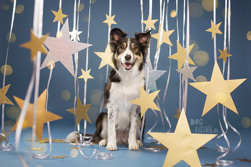 New Year dog, Dog photographer Sweden, European dog photographer, creative dog photography and content creation, studio pet photography, wwww.DOGvision.eu