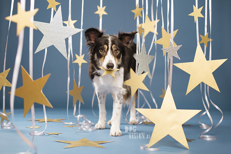 New Year dog, Dog photographer Sweden, European dog photographer, creative dog photography and content creation, studio pet photography, wwww.DOGvision.eu