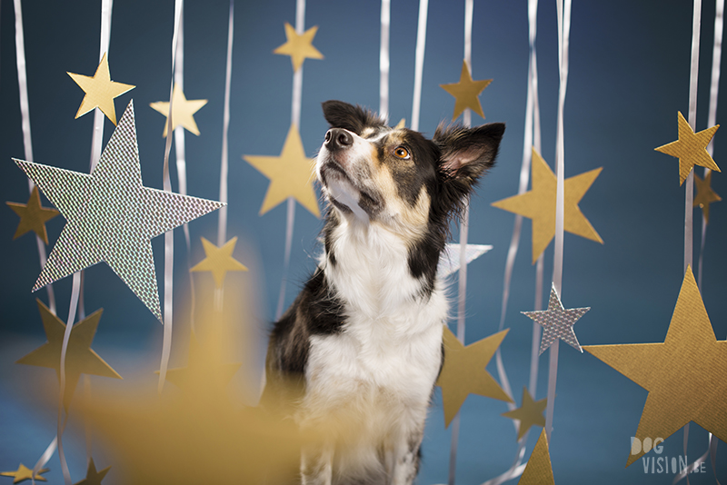 New Year dog, Dog photographer Sweden, European dog photographer, creative dog photography and content creation, studio pet photography, wwww.DOGvision.eu