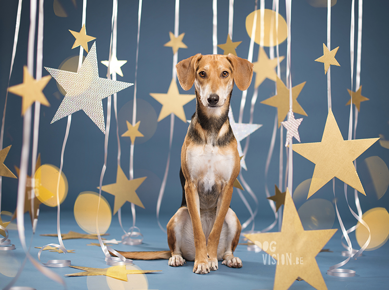 New Year dog, Dog photographer Sweden, European dog photographer, creative dog photography and content creation, studio pet photography, wwww.DOGvision.eu