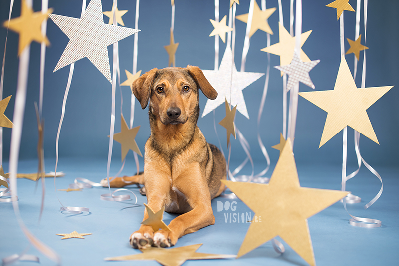 New Year dog, Dog photographer Sweden, European dog photographer, creative dog photography and content creation, studio pet photography, wwww.DOGvision.eu