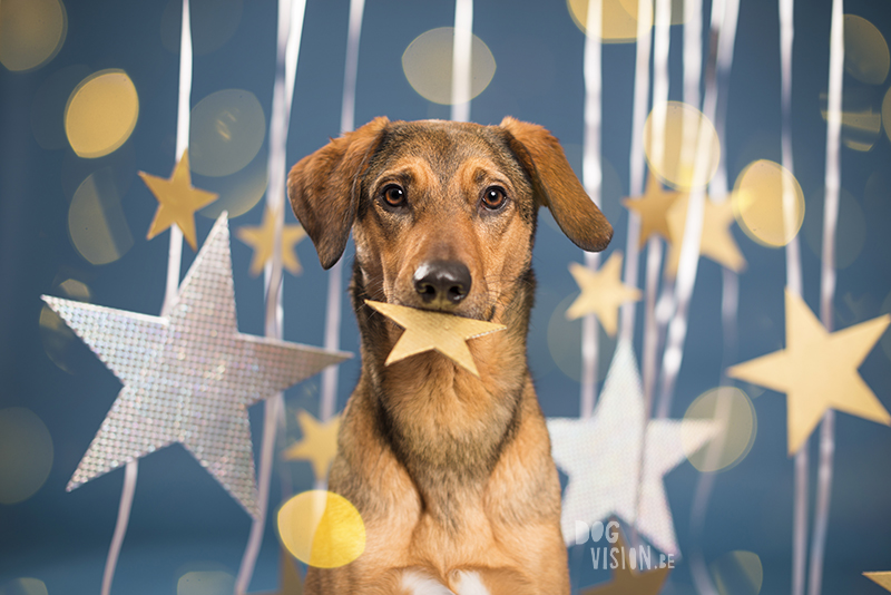 New Year dog, Dog photographer Sweden, European dog photographer, creative dog photography and content creation, studio pet photography, wwww.DOGvision.eu