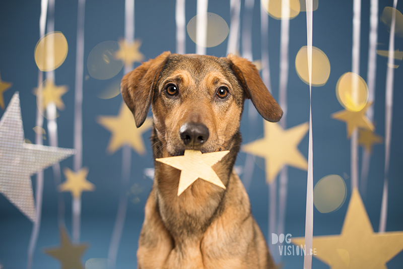 New Year dog, Dog photographer Sweden, European dog photographer, creative dog photography and content creation, studio pet photography, wwww.DOGvision.eu