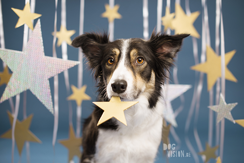 New Year dog, Dog photographer Sweden, European dog photographer, creative dog photography and content creation, studio pet photography, wwww.DOGvision.eu