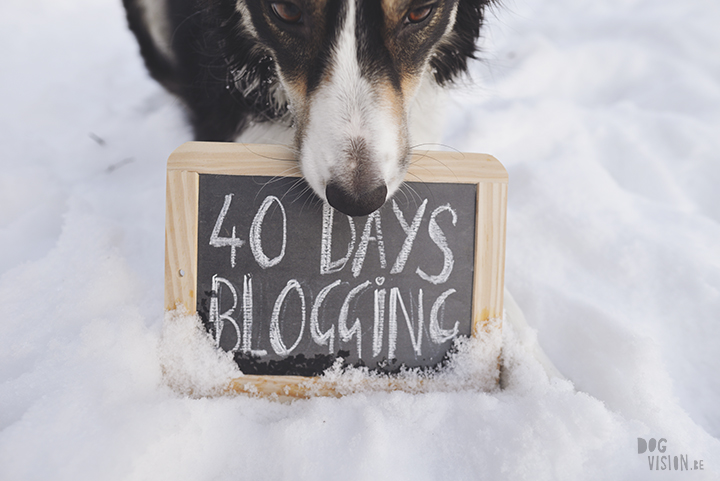 #TongueOutTuesday (07)| Blog over hondenfotografie, wonen in Zweden en avonturen met honden | www.DOGvision.be | Hondenfotografie