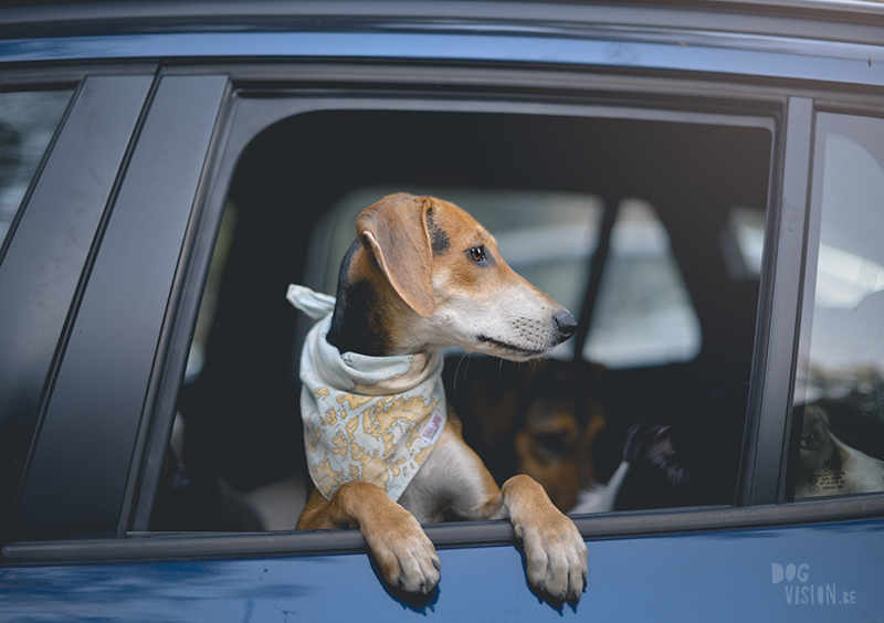 rescue dog from Crete, dog photographer, puppy in car, outdoor dog photography and blog on www.DOGvision.eu