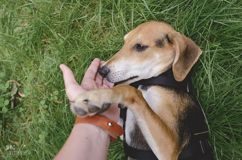 We adopted a dog from Crete, meet Lizzie, www.DOGvision.eu