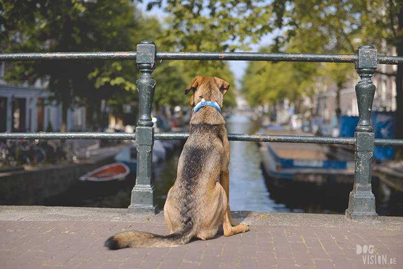 travel to amsterdam with dog