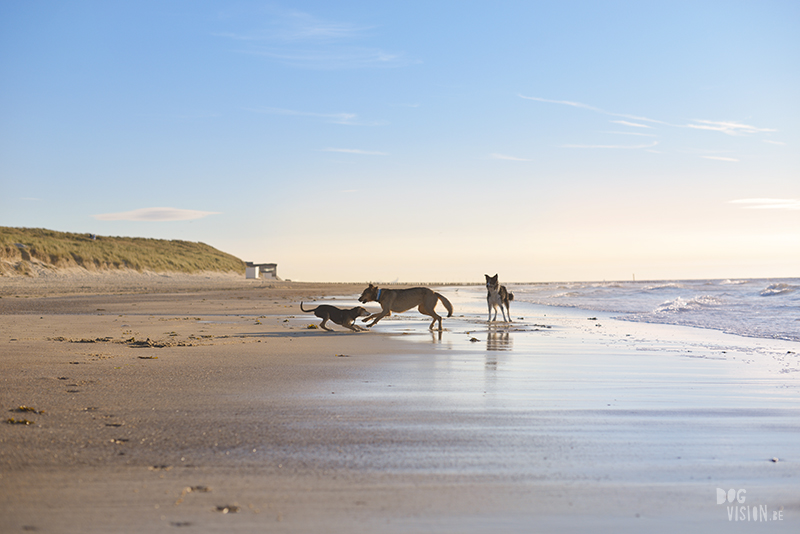 Dogs playing at the beach, Traveling to Cadzand in the Netherlands, going to the beach with the dogs, rescue dog from Greece, dog photography and blog on www.DOGvision.eu