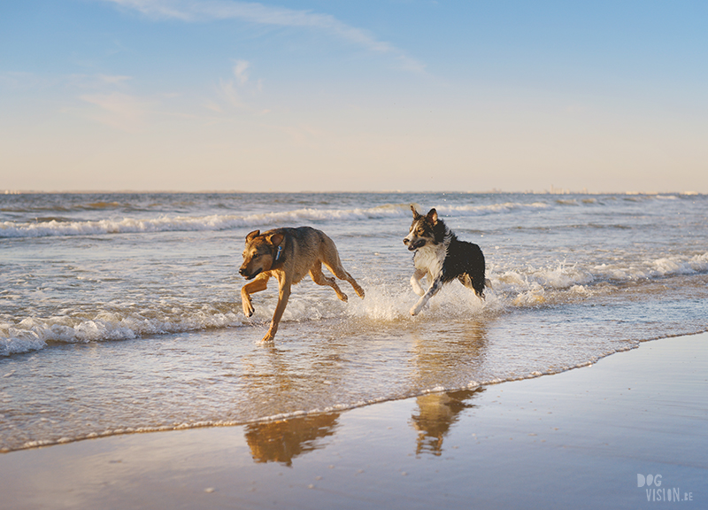 Dogs playing at the beach, Traveling to Cadzand in the Netherlands, going to the beach with the dogs, rescue dog from Greece, dog photography and blog on www.DOGvision.eu