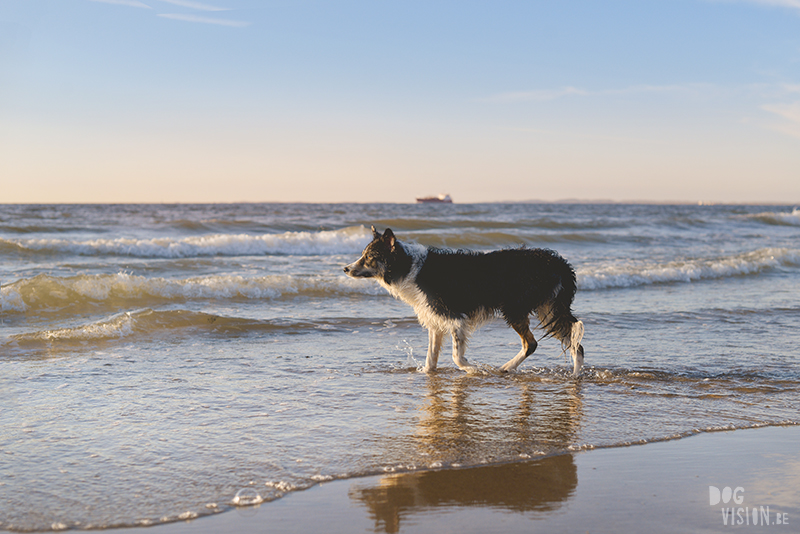 Dogs playing at the beach, Traveling to Cadzand in the Netherlands, going to the beach with the dogs, rescue dog from Greece, dog photography and blog on www.DOGvision.eu