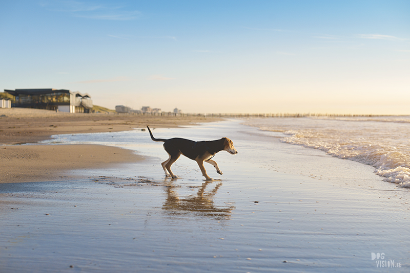 Dogs playing at the beach, Traveling to Cadzand in the Netherlands, going to the beach with the dogs, rescue dog from Greece, dog photography and blog on www.DOGvision.eu