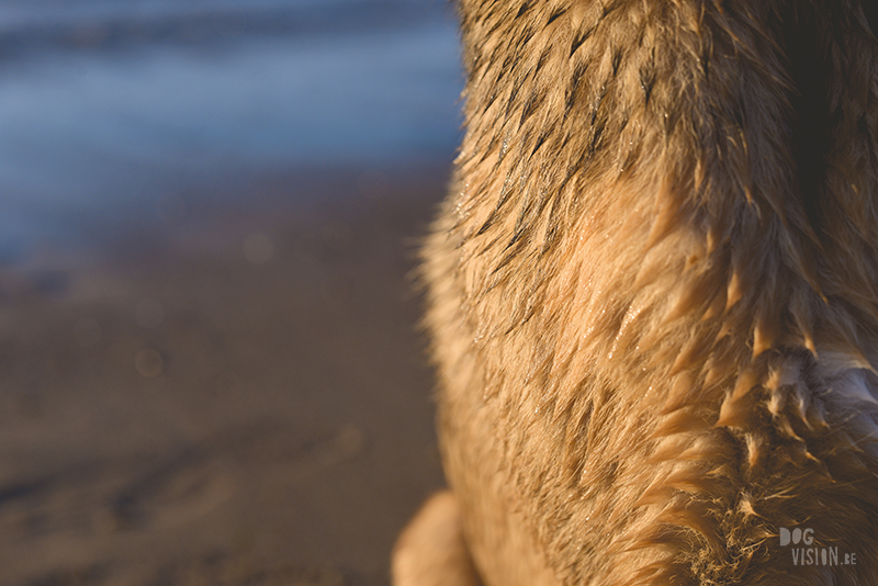 Dogs playing at the beach, Traveling to Cadzand in the Netherlands, going to the beach with the dogs, rescue dog from Greece, dog photography and blog on www.DOGvision.eu