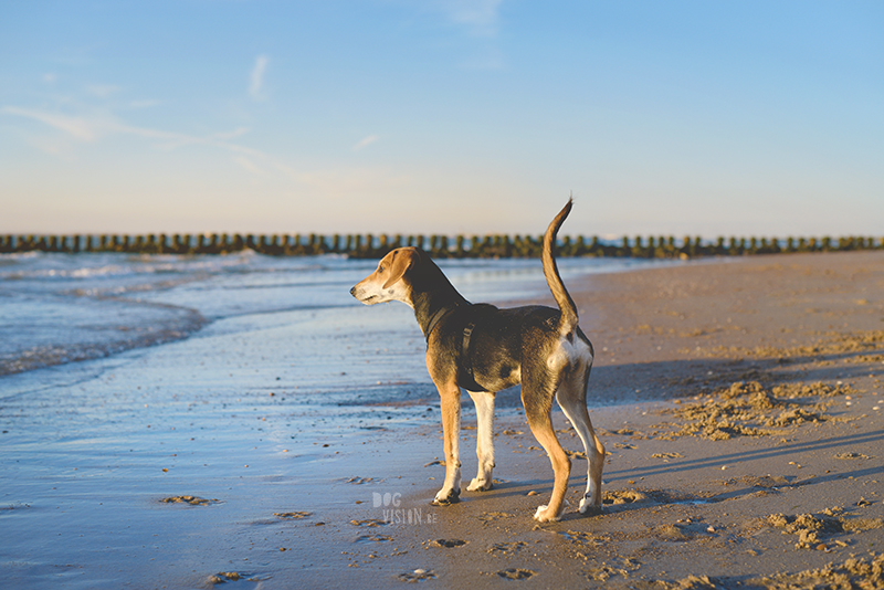 Dogs playing at the beach, Traveling to Cadzand in the Netherlands, going to the beach with the dogs, rescue dog from Greece, dog photography and blog on www.DOGvision.eu