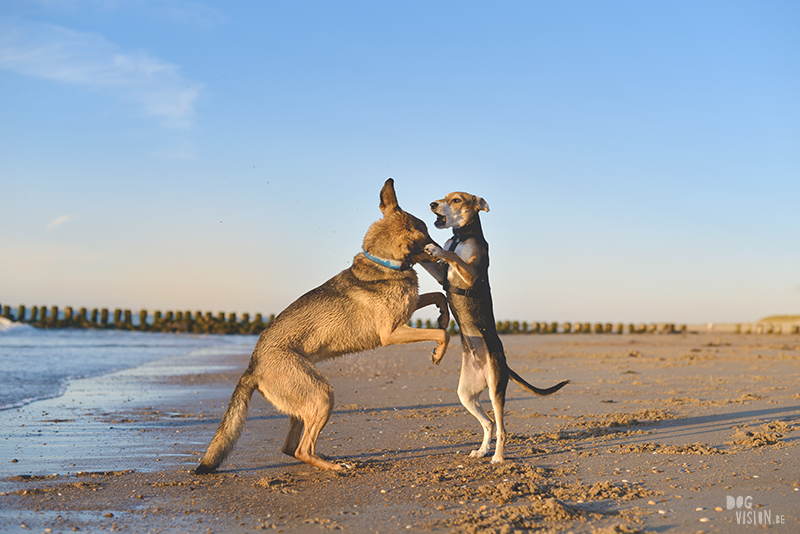 Dogs playing at the beach, Traveling to Cadzand in the Netherlands, going to the beach with the dogs, rescue dog from Greece, dog photography and blog on www.DOGvision.eu