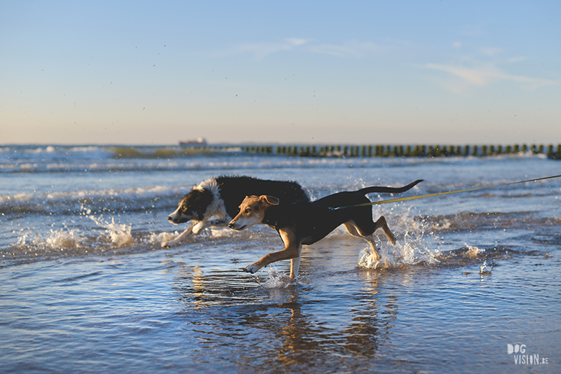 Dogs playing at the beach, Traveling to Cadzand in the Netherlands, going to the beach with the dogs, rescue dog from Greece, dog photography and blog on www.DOGvision.eu