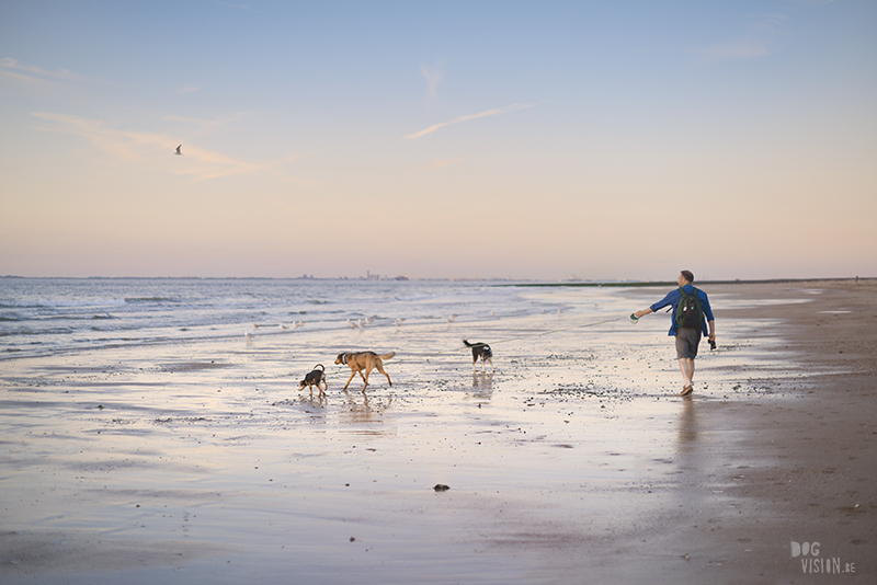 Dogs playing at the beach, Traveling to Cadzand in the Netherlands, going to the beach with the dogs, rescue dog from Greece, dog photography and blog on www.DOGvision.eu