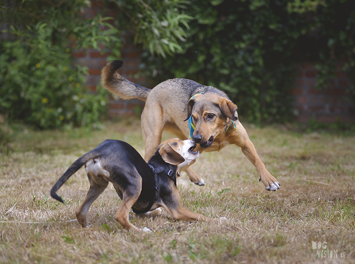 We adopted a dog from Crete, meet Lizzie, www.DOGvision.eu