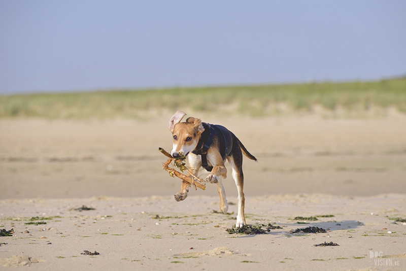 Dogs playing at the beach, Traveling to Cadzand in the Netherlands, going to the beach with the dogs, rescue dog from Greece, dog photography and blog on www.DOGvision.eu