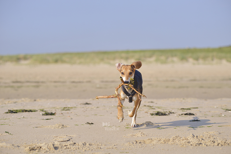 Dogs playing at the beach, Traveling to Cadzand in the Netherlands, going to the beach with the dogs, rescue dog from Greece, dog photography and blog on www.DOGvision.eu