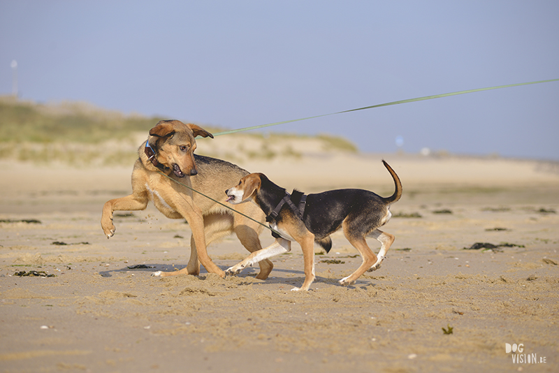 Dogs playing at the beach, Traveling to Cadzand in the Netherlands, going to the beach with the dogs, rescue dog from Greece, dog photography and blog on www.DOGvision.eu