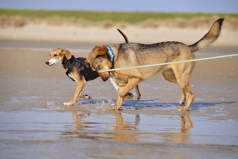 Dogs playing at the beach, Traveling to Cadzand in the Netherlands, going to the beach with the dogs, rescue dog from Greece, dog photography and blog on www.DOGvision.eu