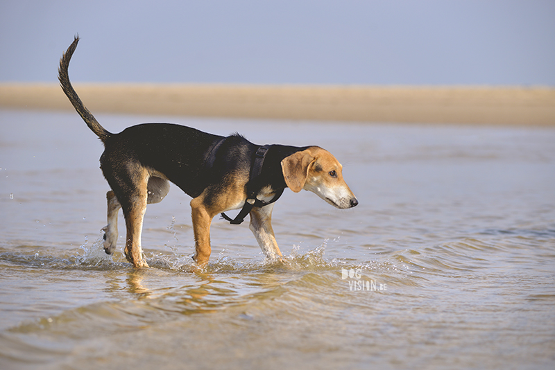 Dogs playing at the beach, Traveling to Cadzand in the Netherlands, going to the beach with the dogs, rescue dog from Greece, dog photography and blog on www.DOGvision.eu