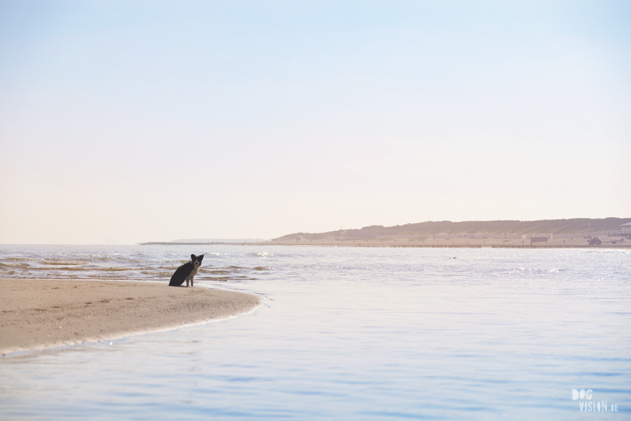 Dogs playing at the beach, Traveling to Cadzand in the Netherlands, going to the beach with the dogs, rescue dog from Greece, dog photography and blog on www.DOGvision.eu