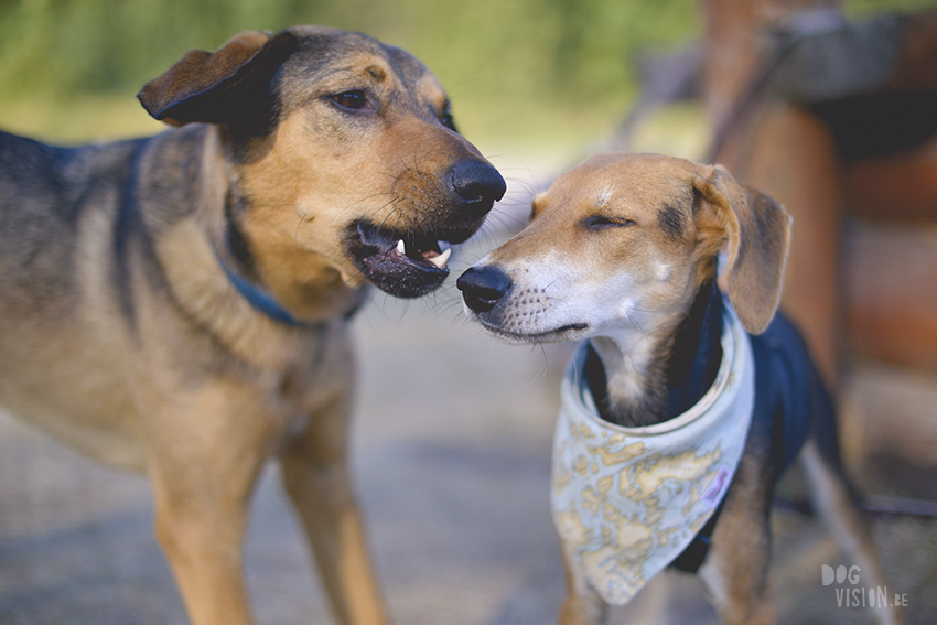 Traveling with dogs from Belgium to Sweden, rescue dogs, www.DOGvision.eu