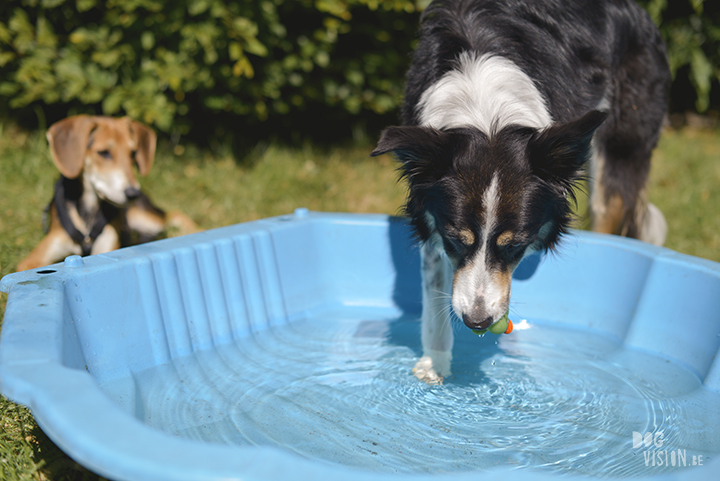 Border collie pool, playing dog, dog photography, www.dogvision.eu