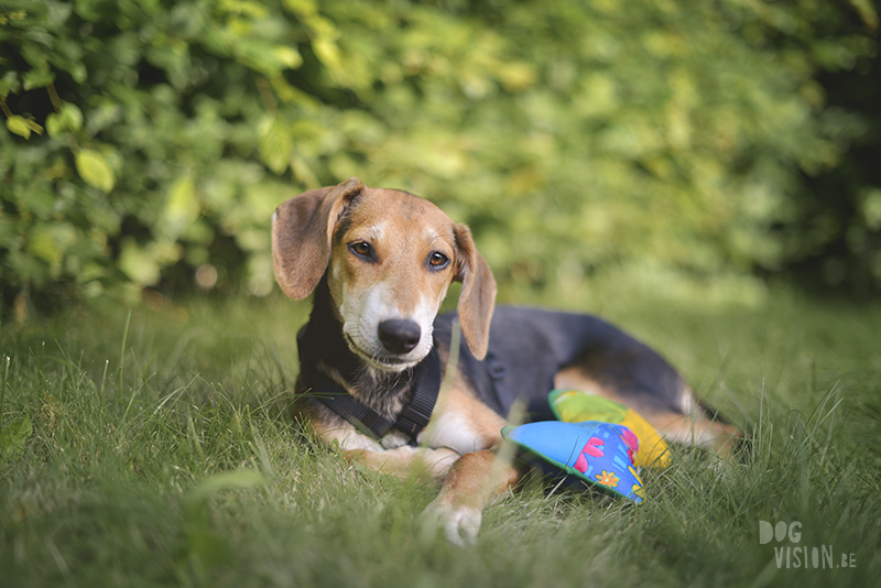 rescue dog from Crete, dog photographer, dog photography and blog on www.DOGvision.eu