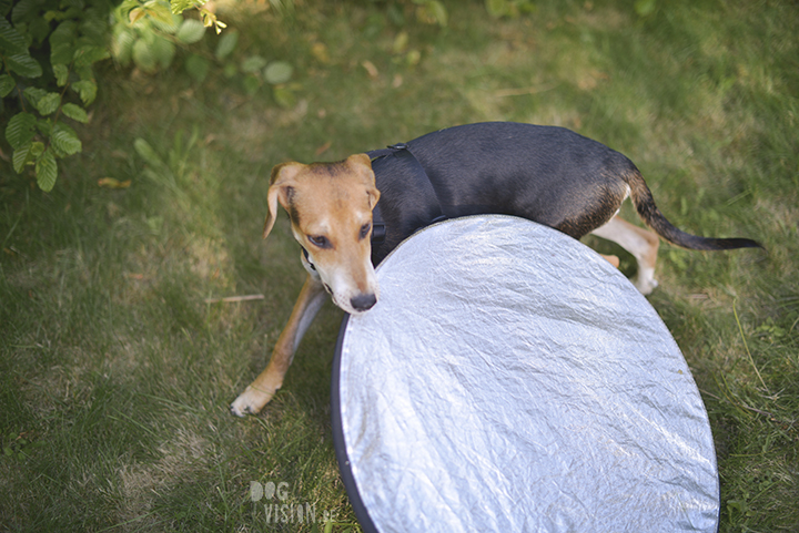 rescue dog from Crete, dog photographer, outdoor dog photography and blog on www.DOGvision.eu