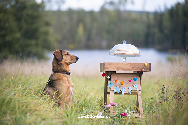 Birthday dog cake, home made food for dogs, creative dog photography, www.DOGvision.eu