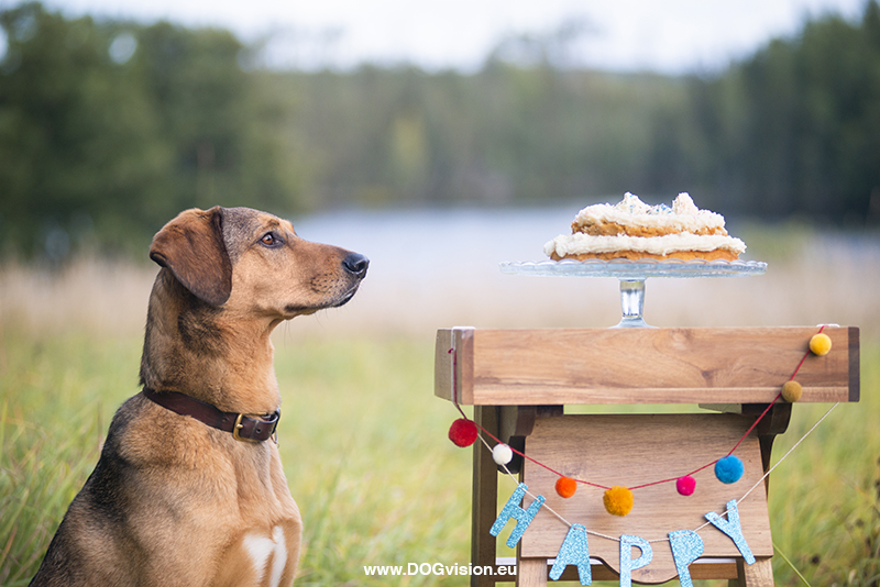 Birthday dog cake, home made food for dogs, creative dog photography, www.DOGvision.eu