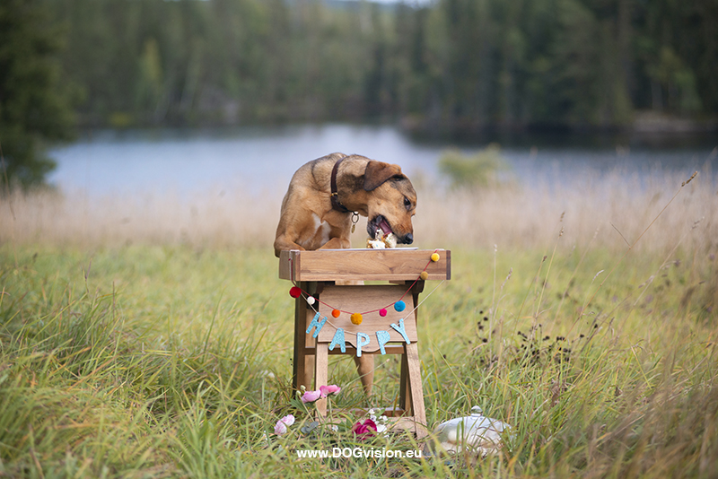 Birthday dog cake, home made food for dogs, creative dog photography, www.DOGvision.eu