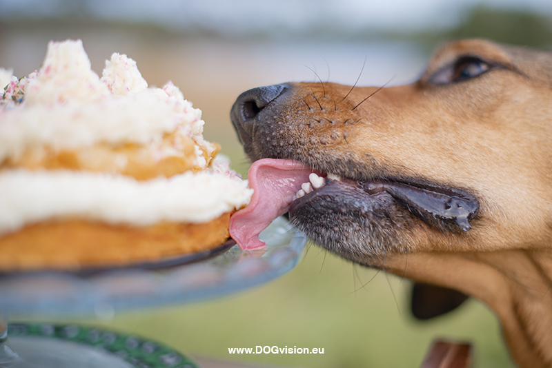 #TongueOutTuesday (39), Fenne Kustermans, dog photographer in Sweden, Dalarna dogs in Sweden, Rescue dog birthday with cake, dog photography project, www.DOGvision.eu