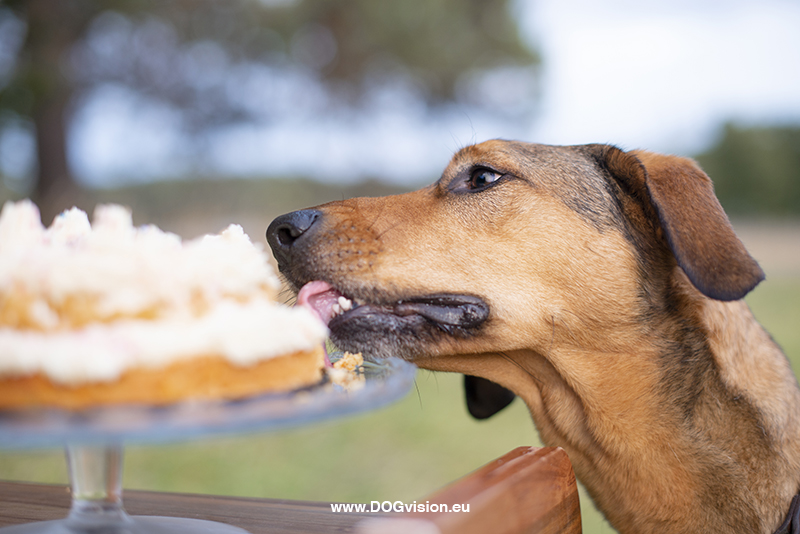 Birthday dog cake, home made food for dogs, creative dog photography, www.DOGvision.eu