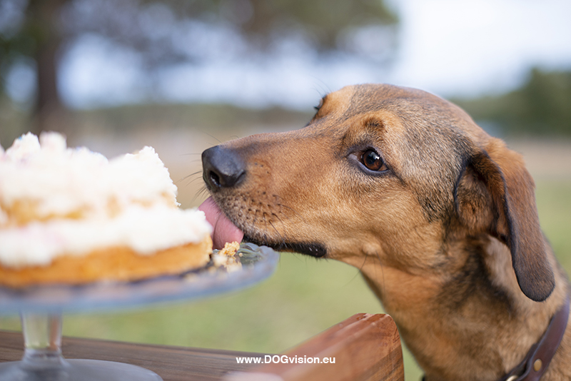 #TongueOutTuesday (39), Fenne Kustermans, dog photographer in Sweden, Dalarna dogs in Sweden, Rescue dog birthday with cake, dog photography project, www.DOGvision.eu
